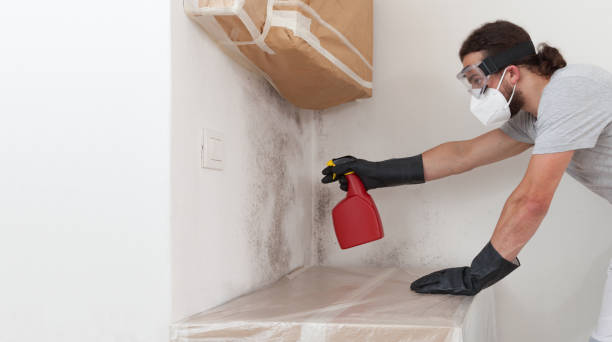 Professional Basement Mold Remediation technician working in Palisades Park, NJ
