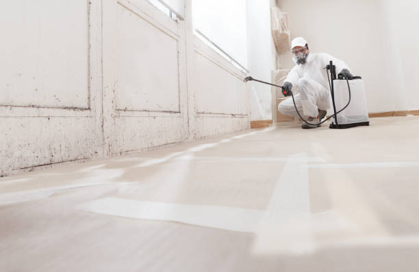 24/7 Emergency Basement Mold Remediation experts in Palisades Park, NJ